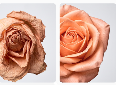 Harmony In - antes e depois